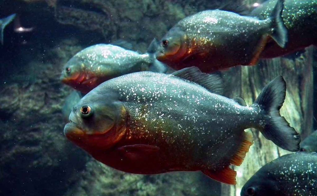 piranhas