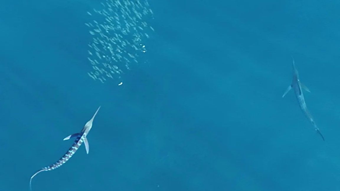 Le Marlin Regardez l