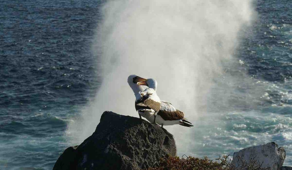 plus vieil oiseau sauvage