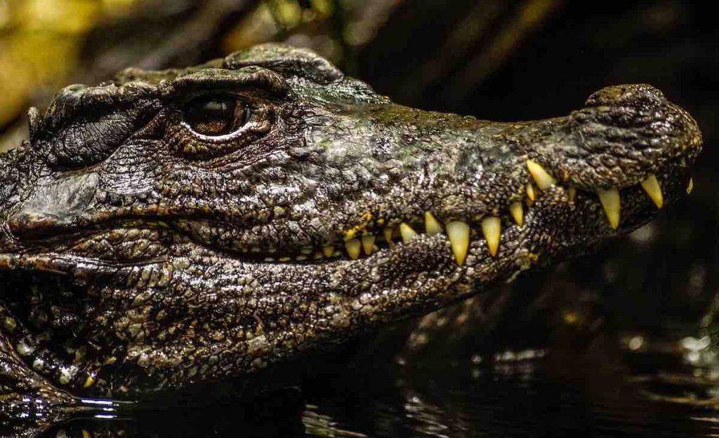 pénis de l'alligator