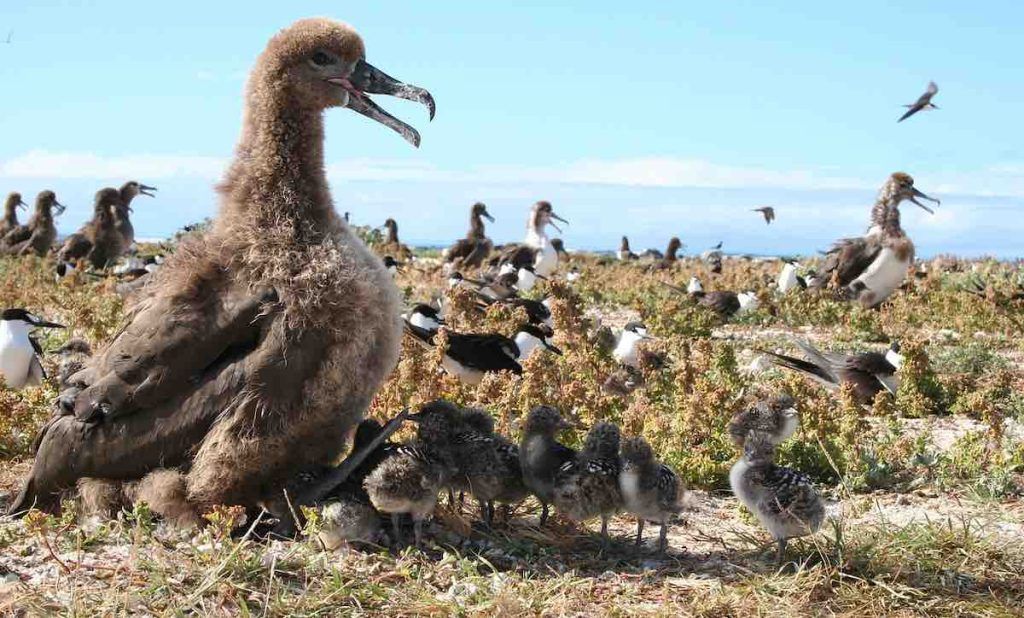 plus vieil oiseau sauvage