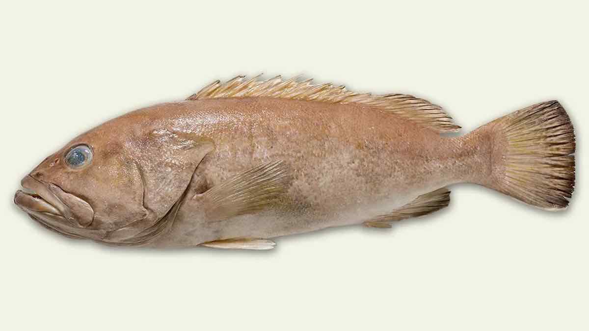 Les Australiens ont accidentellement mangé un poisson inconnu de la science